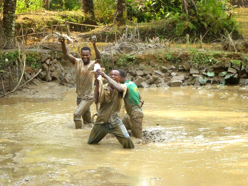 Pisciculture — Jeunes Solidaires de Madingou-Gare, République du Congo